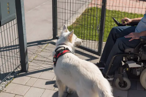 Stock image Trained service dog opening and closing a door to his male owner in an electric wheelchair by pulling a rope tied for the handle.