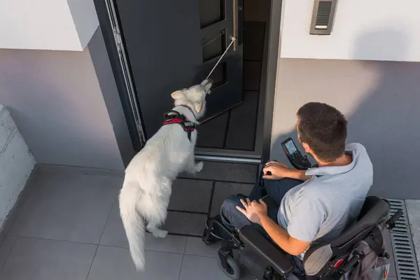 stock image Assistance dog helping a man in an electric wheelchair leave the home by closing the door. Mobility service and support dogs concept.