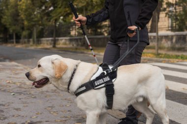 Kör kadın ve rehber köpeği kaldırımda yürüyor ve zebra geçidinden karşıya geçiyorlar. Görsel engellilik kavramları ve şehir yaşamı.