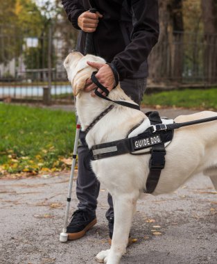 Şehir parkında rehber köpek yardımıyla yürüyen görme engelli bir kadın. Kör insanlar için sadık yoldaşlar.