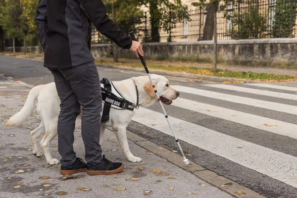 Guide dog walking close to his blind owner and helping her to cross a street on a marked crosswalk. Seeing eye dogs and low vision concepts.