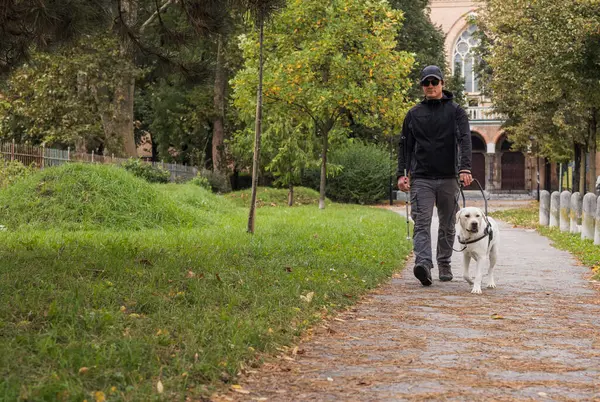 Blind man safely walking with a guide dog assistance through the park on autumn day. City life and visually impaired people concepts.