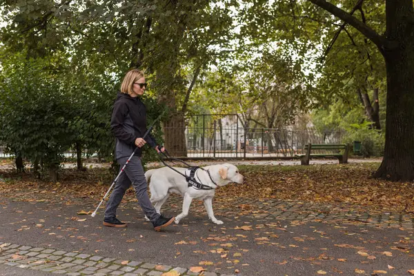 Blind woman walking in city park with a guide dog assistance, on a windy autumn day. Visually impaired people and active lifestyles concept.