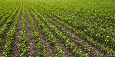 Bir tarlada büyüyen genç mısır tarlası tarlası