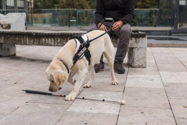 Genç beyaz Labrador öğrenimi, rehber köpek hareket eğitmeniyle, kör ya da görme engelli insanlara yardım etmek için.