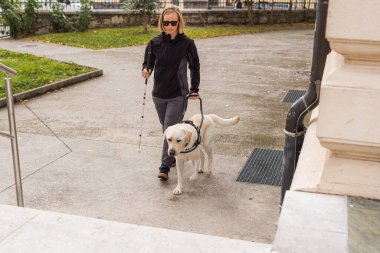 Rehber köpek, kör ya da görme engelli bir kadının yukarı çıkmasına yardım ediyor. Düşük görüşlü insanlar ve hareketlilik yardımı kavramları.