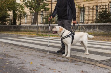 Eğitimli rehber köpeğinin yardımıyla caddede yürüyen ve karşıya geçen görme engelli bir adam. Görsel engelli insan hareketliliği kavramı.