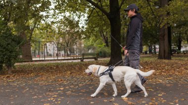 Kör kadın eğitimli rehber köpeğiyle şehir parkında keyifli bir yürüyüş yapıyor. Hizmet hayvanı ve insan ortaklığı kavramı.