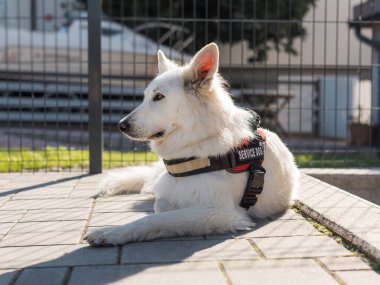 Güneşli bir günde evin bahçesinde yatan servis köpeğinin portresi.