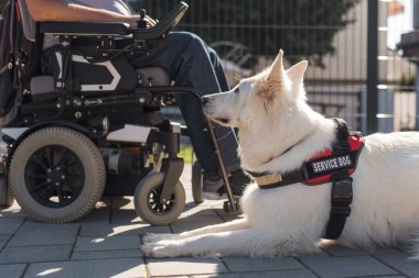 Evinin bahçesinde elektrikli sandalyede hizmet köpeği olan engelli bir adam..