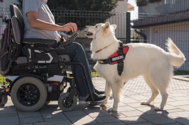 Hizmet köpeği, güzel İsviçreli çoban köpeği engelli sahibi için günlük işleri yapmak için eğitildi, düşen cep telefonunu geri aldı.