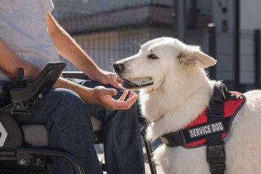 Engelli bir adama yardım eden yardım köpeği. Düşen cep telefonunu geri almak. Taşınabilirlik desteği hizmeti kavramı.