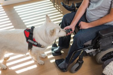 Eğitimli servis köpeği, tekerlekli sandalyedeki sahibinin verdiği bir emre cevap veriyor. Düşen uzaktan kumandayı alıyor..