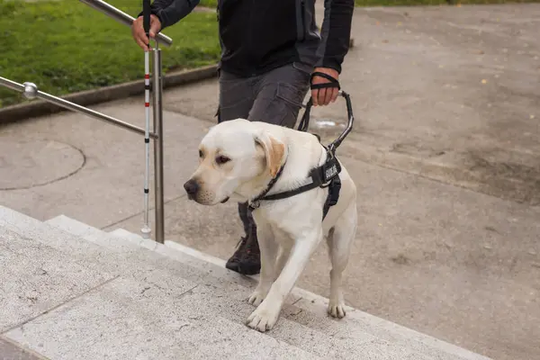 Guide dog helping his blind owner, visually impaired man, to go up the stairs. Seeing eye dogs and mobility aid concepts.
