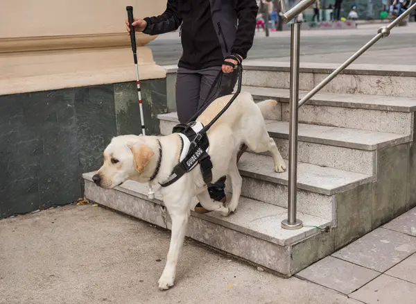 Trained guide dog, helping a blind woman with a white cane to safely walk down the staircase on an urban city street.