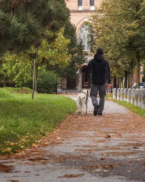 Blind man with a white cane walking in the city park with his guide dog, on the autumn day. Independence and disability concepts.