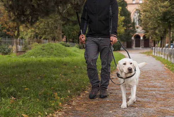 Blind woman taking a pleasant walk in a city park with her trained guide dog. Service animal and people partnership concept.