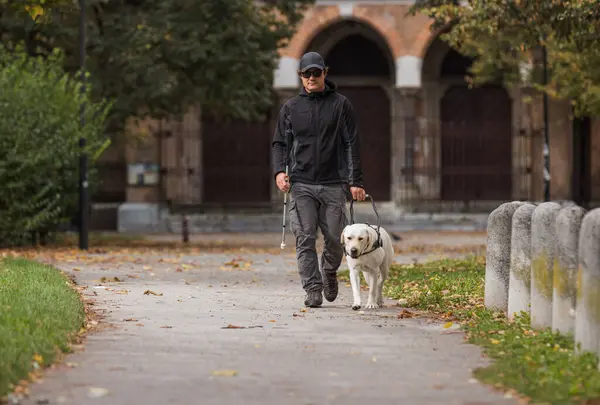 Blind woman taking a pleasant walk in a city park with her trained guide dog. Service animal and people partnership concept.