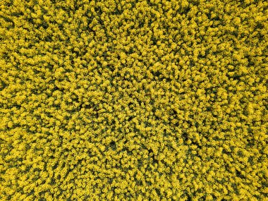 Açık sarı yağ çekirdeği tecavüz çiçekleri bahar sonu ve yaz başında, havadan çekilmiş. Gözyaşı tohumu ekimi kavramları.