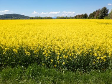 Açık sarı yağ çekirdeği tecavüz çiçekleri bahar sonu ve yaz başında, havadan çekilmiş. Gözyaşı tohumu ekimi kavramları.