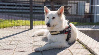 Güneşli bir günde evin bahçesinde yatan servis köpeğinin portresi.