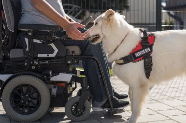 Servis köpeği tekerlekli sandalyedeki adama yerden düşen cep telefonunu alması için yardım ediyor. Taşınabilirlik yardım köpekleri kavramı.