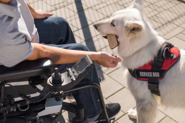 Hizmet köpeği, güzel İsviçreli çoban köpeği engelli sahibi için günlük işleri yapmak için eğitildi, düşen cep telefonunu geri aldı.