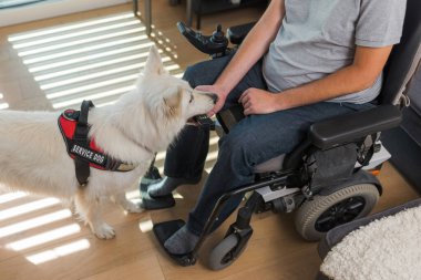 Sadık yardımcı, yetenekli servis köpeği kurtarıcısı tekerlekli sandalyedeki bir adama uzaktan kumandayı bıraktı. Ev yardımı ve engelli konsepti olanlar.