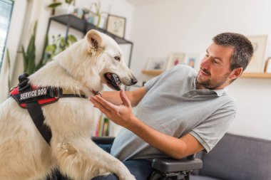 Sadık yardımcı, yetenekli servis köpeği kurtarıcısı tekerlekli sandalyedeki bir adama uzaktan kumandayı bıraktı. Ev yardımı ve engelli konsepti olanlar.