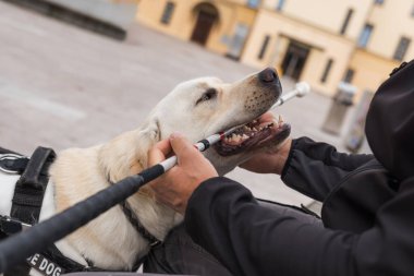 Genç beyaz Labrador öğrenimi, rehber köpek hareket eğitmeniyle, kör ya da görme engelli insanlara yardım etmek için.