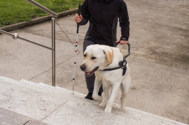 Rehber köpeğinin yardımıyla merdivenlerden inen görme engelli bir kadın. Görsel engellilik ve bağımsız yaşam tarzı kavramı.