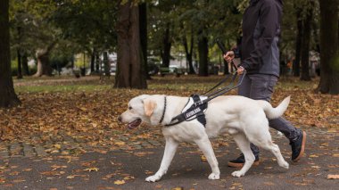Kör kadın ve rehber köpeği güzel bir sonbahar gününde halka açık bir parkta keyifli bir yürüyüş yapıyorlar..