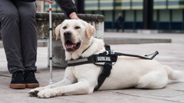 Şehir molası sırasında beyaz bastonlu kadın idarecisinin yanında oturan rehber köpek. Taşınabilirlik yardımı ve arkadaşlık kavramları.