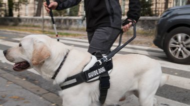 Kılavuz köpek kör sahibine doğru yürüyor ve işaretli bir yaya geçidinden karşıya geçmesine yardım ediyor. Görme köpekleri ve düşük görüş kavramları.