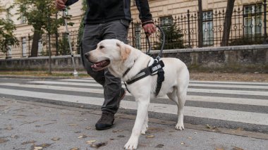 Beyaz baston taşıyan, rehber köpekle yürüyen, caddeyi geçen kör bir yaya. Yardım köpekleri ve yaya trafiği kavramları.