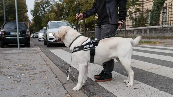 stock image Guide dog helping a visually impaired woman to cross the street at the marked crosswalk. Blind people and traffic mobility aid concepts.