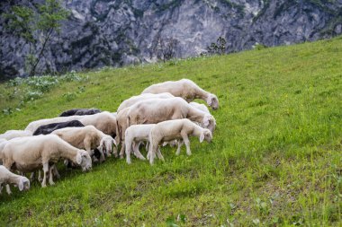Avrupa 'daki yeşil çayırlarda otlayan koyunları duymuştum.