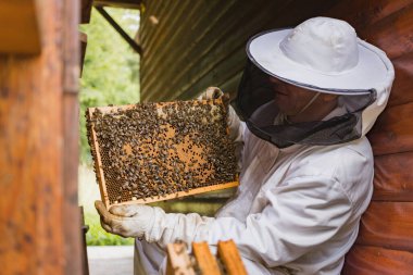 Beekeeper pulling from a beehive a wooden frame with a honeycomb and bees while a bee smoker beside him releases smoke. Eco concept of beekeeping.