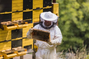 Beekeeper in full protective gear standing in front of beehive boxes, holding and inspecting a frame with comb and bees
