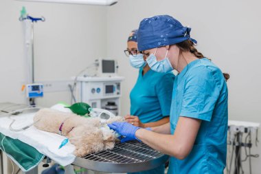 Veterinerler, veteriner kliniğinin ameliyathanesinde ameliyattan önce uyuyan bir köpeği hemen entübe ederler..