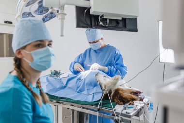Klinikteki bir ameliyathanede iki veteriner, bir veteriner ve bir teknisyen..