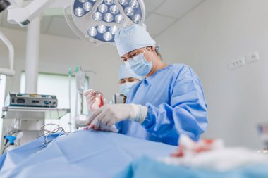 Kadın veteriner cerrah, bir hayvan hastanesi ameliyathanesinde köpek kanserli tümörü aldırdıktan sonra yarayı dikiyor..