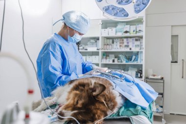Veteriner kadın bir hayvan kliniğinde ameliyat sonrası anestezi altında bir köpeğin cerrahi yarasını dikmiş. Veterinerlik hekimliği kavramı.