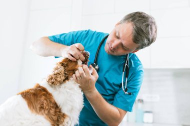 Köpek dişlerinin sağlığını belirlemek için veteriner tarafından yapılan diş muayenesi. Hayvan sağlığı konsepti.