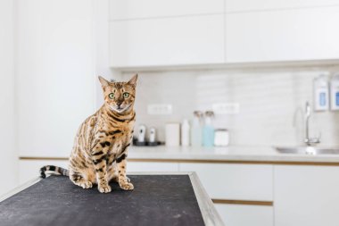 Hayvan veteriner kliniğindeki sevimli kedi.