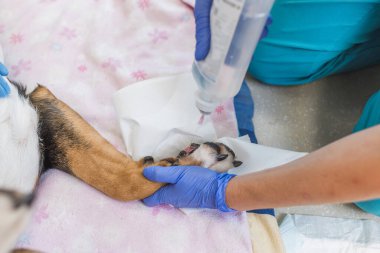 Bir veteriner kliniğinde yaralı bir pençe için bir köpek tedavi görüyor. Bir veteriner koruyucu eldiven kullanırken yarayı dikkatlice inceleyip tedavi ediyor..