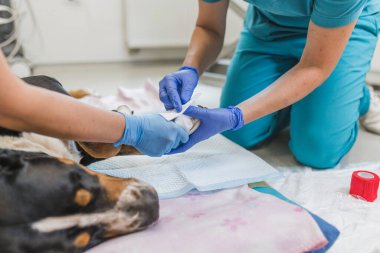 Bir veteriner kliniğinde yaralı bir pençe için bir köpek tedavi görüyor. Bir veteriner koruyucu eldiven kullanırken yarayı dikkatlice inceleyip tedavi ediyor..