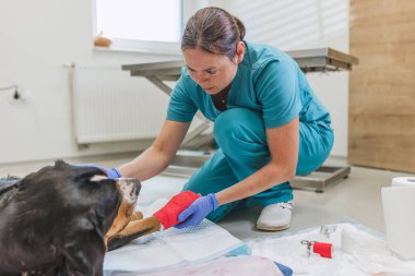 Bayan bir veteriner, iyi donanımlı bir veteriner kliniğinde neşeli bir köpeği dikkatle muayene ediyor. Hayvan sağlığına olan bağlılığını göstererek nazik bir bakım ve güvence sağlıyor..