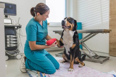 Bayan bir veteriner, iyi donanımlı bir veteriner kliniğinde neşeli bir köpeği dikkatle muayene ediyor. Hayvan sağlığına olan bağlılığını göstererek nazik bir bakım ve güvence sağlıyor..