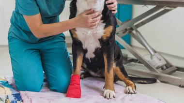 Bir veteriner, iyi aydınlatılmış bir muayene odasında mutlu bir köpek patisinin etrafına nazikçe kırmızı bir alçı sarar. Köpek sakin ve memnun görünüyor, veterinerin ilgisinden zevk alıyor..